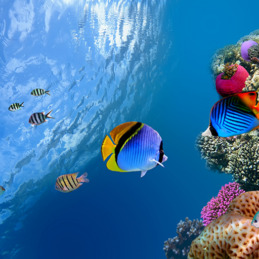 Ocean Fish Live Wallpaper Download Install Android Apps Cafe