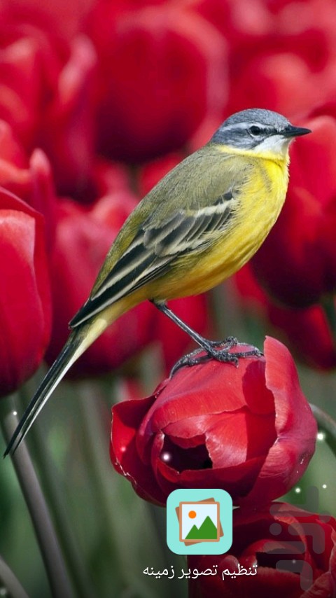 عکس پس زمینه گوشی حرکتی