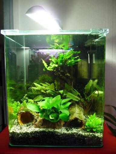 Unique Aquarium Design For Android Download Cafe Bazaar