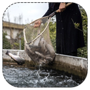 اصول پرورش ماهیان
