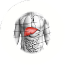 Liver
