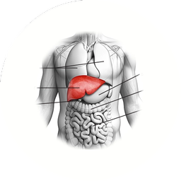 Liver