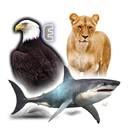 Animals Birds Fishes