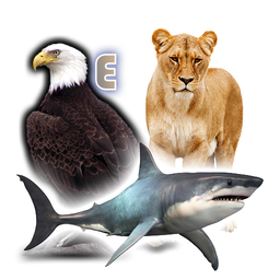 Animals Birds Fishes