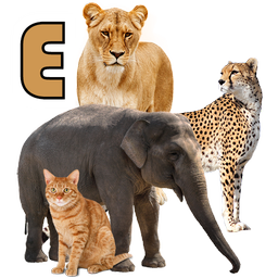 Learn Animals Names & Sounds
