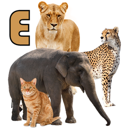 Learn Animals Names & Sounds