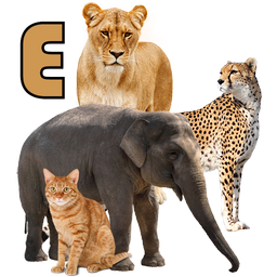 Learn Animals Names & Sounds