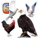 Birds Name: Learn & Listen