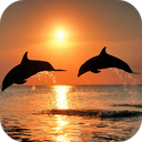 Video Wallpapers: Amazing Dolphins HD