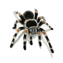 Beat Spider
