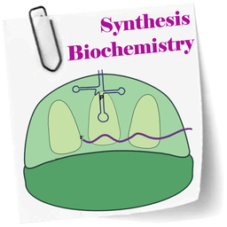 Synthesis Biochemistry