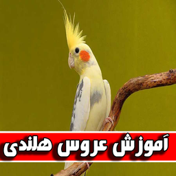 آموزش عروس هلندی