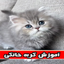 آموزش گربه خانگی