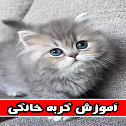آموزش گربه خانگی