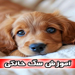 آموزش سگ خانگی
