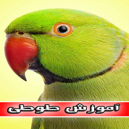 اموزش انواع طوطی