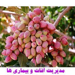 آفات و بیماری های پسته