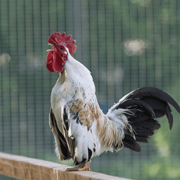 Rooster Crowing Sounds