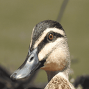 Duck Quack Sounds