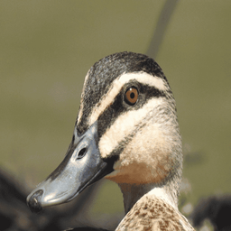 Duck Quack Sounds