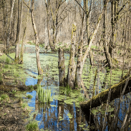 Swamp Sounds