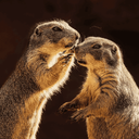 Whisper Sounds
