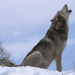 Wolf Howl Sounds