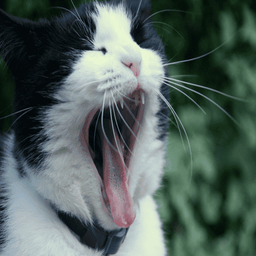 Yawn Sounds