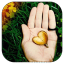 عاشقانه