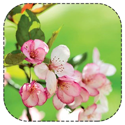 آیینه ی زندگی