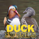 baby duck sounds