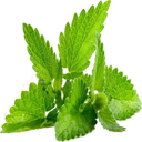 طب گیاهی