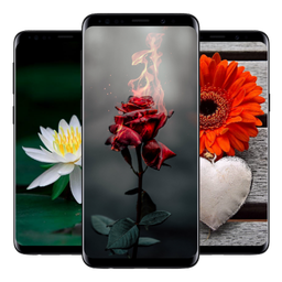 🌷 1000+ Flower Wallpapers (HD