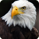Eagle Wallpaper HD