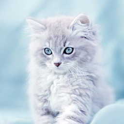 Cute Cats Wallpaper