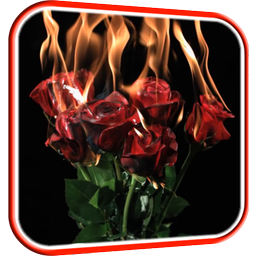 Burning Roses Live Wallpaper