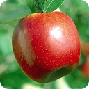 سیب درمانی