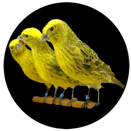 Training and maintenance Canary
