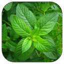 چه گیاهی چه درمانی