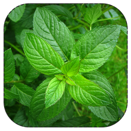 چه گیاهی چه درمانی