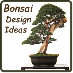 Bonsai Design Ideas