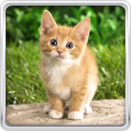 Cat Kittens Live Wallpaper