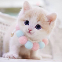 Cute Kitten Wallpaper