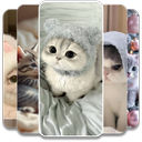 Cute Kitten Wallpaper