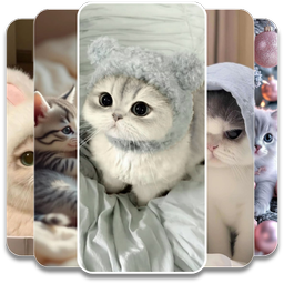 Cute Kitten Wallpaper