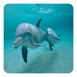 Dolphins Live Wallpaper