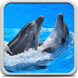 Dolphins Live Wallpaper