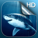 Shark Live Wallpaper