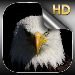 Eagle Live Wallpaper HD