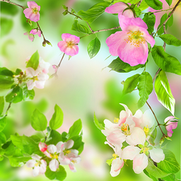 Gentle Flowers Live Wallpaper